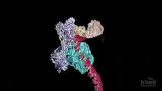 DNA Transcription Advanced Detail  HHMI BioInteractive Video [upl. by Shewmaker]