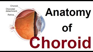 Anatomy of choroid [upl. by Benkley]