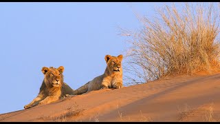 Lion Pride Documentary  The Realm of the Desert Lion  Namibia Safari Full HD [upl. by Mcclenon]