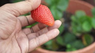 Growing Strawberries  Chandler Variety  Big amp Delicious [upl. by Lemahs575]