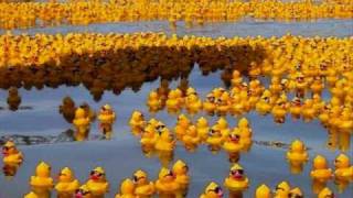 YellowRubberDuckswmv [upl. by Baler116]