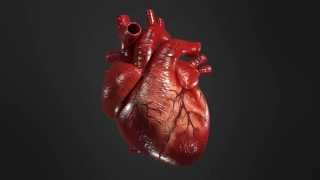 heart animation 20 [upl. by Eicnan187]