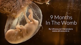 40 Weeks In The Womb by Ultrasound Dimensions [upl. by Bonnee]