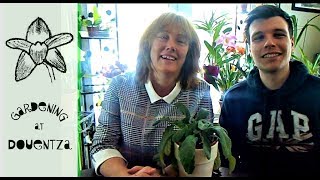 How To Propagate Streptocarpus From Leaf Cuttings [upl. by Suryt]