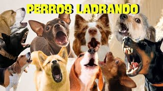 PERROS ladrando FUERTE para molestar a tu perro o Gato HD [upl. by Serg]