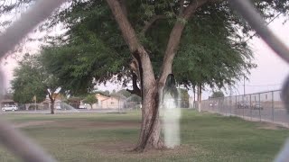 Brawley Haunted School The Soaring Tree [upl. by Ahsiket674]