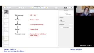 Robert Sapolsky Brain Gender [upl. by Sancha]