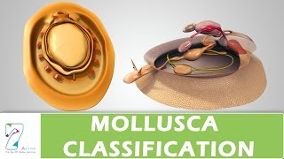 MOLLUSCA CLASSIFICATION [upl. by Akinyt]