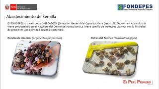 Produccion de Semilla de Moluscos Bivalvos en un Hatchery [upl. by Clarinda]