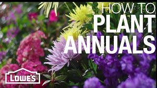 How to Plant Annual Flowers [upl. by Campy]