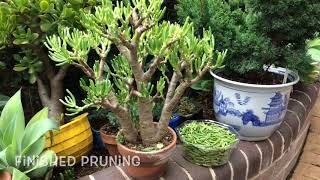 Succulents How to growing cuttingspruning Bonsai Jade crassula [upl. by Katrina632]