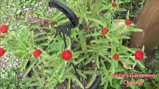 Strawberry Red Gomphrena Flowers [upl. by Esaele]