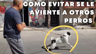 Mi PERRO ladra a personas y perros en la CALLE como EVITARLO [upl. by Ehtyaf57]