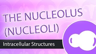 Intracellular Structures The Nucleolus [upl. by Orravan]