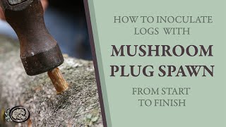 Inoculating Mushroom Logs With Plug Spawn From Start to Finish [upl. by Gildus]