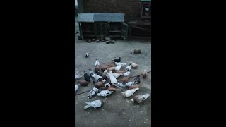 Pigeons [upl. by Low]