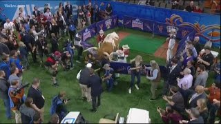 UGA mascot gets into wild pregame scuffle with Bevo before Sugar Bowl [upl. by Barimah]