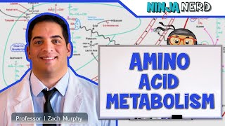 Metabolism  Amino Acid Metabolism [upl. by Toth895]