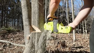 Cutting Down a Tree  QUICK and EASY  Ryobi 14 Inch Cordless Battery Powered Chain Saw [upl. by Ocana]