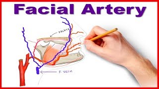 Facial Artery Course and Branches [upl. by Haronid]