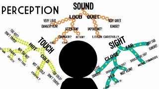 Sensation amp Perception Information Processing in the Brain [upl. by Pufahl127]