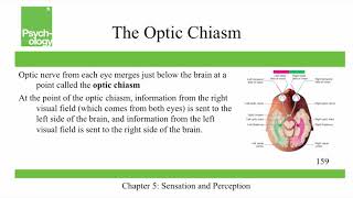 Openstax Psychology  Ch5  Sensation and Perception [upl. by Alamac]