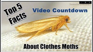 The Top 5 Facts About Clothes Moths [upl. by Muncey361]