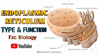 Endoplasmic Reticulum Kinds and Function [upl. by Charlton]