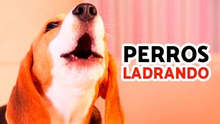 12 Perros Ladrando Muy Fuerte para molestar a tu perro o gato HD [upl. by Hacker21]