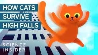 How This Cat Survived A 32Story Fall [upl. by Kenleigh]