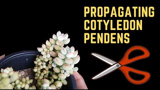 PROPAGATING COTYLEDON PENDENS [upl. by Eihtak]