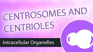 Intracellular Organelles The Centrosome [upl. by Tabitha875]