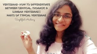 VERTEBRAE  PARTS amp DIFFERENTIATION  ANATOMY  SIMPLIFIED ✔ [upl. by Ha]