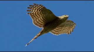 Sparrowhawk Bird Call Bird Song [upl. by Stormy]