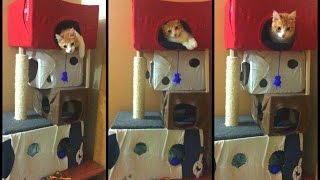 🏠Como hacer una casa  torre a tu gato con cartón DIY 😸 [upl. by Aynav]