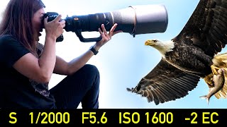 Camera Settings for PRO Wildlife Photography [upl. by Willey]