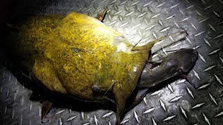 Catching Flatheads with Live Channel Catfish [upl. by Aonian597]