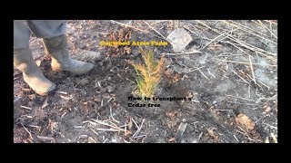 Transplanting a cedar tree [upl. by Suk]