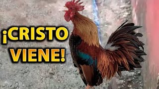 6 Animales Hablando Grabados en la Vida REAL [upl. by Namlaz]