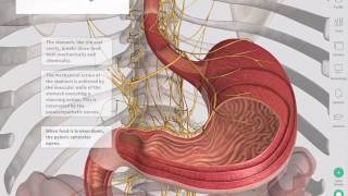 The GastroIntestinal Tract  Complete Anatomy [upl. by Suhpesoj]