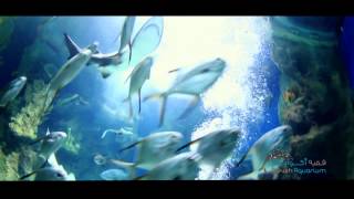 Fakieh Aquarium Documentary [upl. by Anirt]