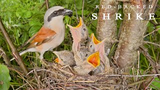 Redbacked shrike Birds in breeding season Bird nest with five chicks [upl. by Buskirk]