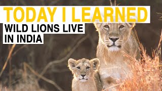 TIL Wild Lions Live in India  Today I Learned [upl. by Staford486]