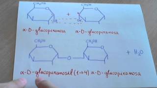 Maltosa como se forma y estructura disacáridos [upl. by Arie651]