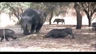 RHINO KILLS WARTHOG IN ONE SECOND [upl. by Raviv719]