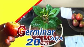 Como Plantar Maça Germina mais Rapido 20 DIAS [upl. by Htebazileyram]