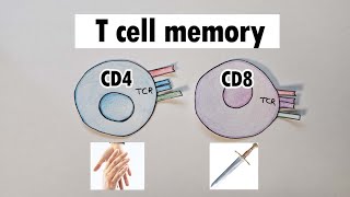 T cell Activation and differentiation FLImmuno31 [upl. by Daniel356]