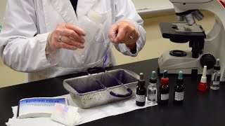 How to Perform a Gram Stain  MCCC Microbiology [upl. by Lilith]