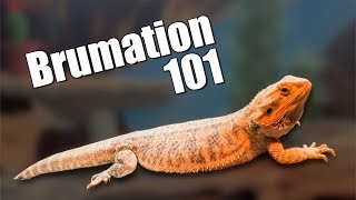 Bearded Dragon Brumation [upl. by Adnoek366]