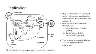 The Human Herpes Viruses [upl. by Jaimie]